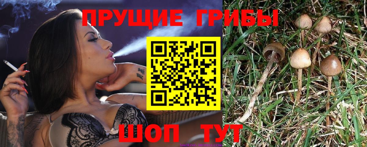 Псилоцибиновые грибы Psilocybe  закладки  Тобольск  Вход с VPN 